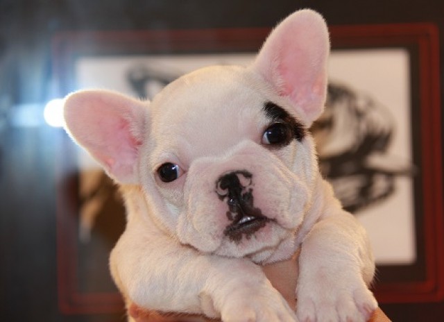 ID:FB490　French Bulldog　サムネイル