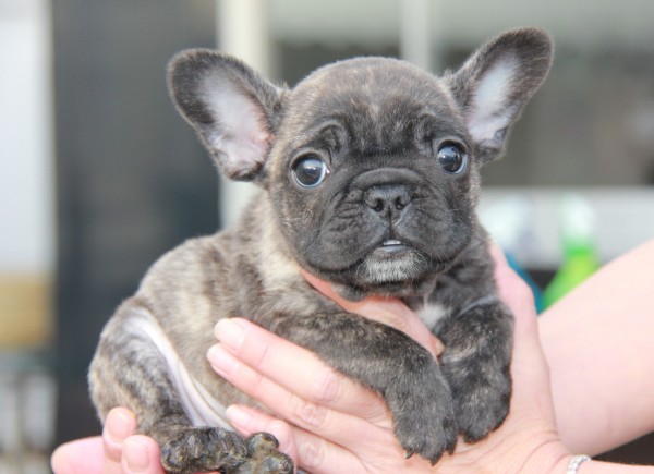 ID:FB528　French Bulldog　サムネイル