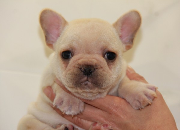 ID:FB536　French Bulldog　サムネイル