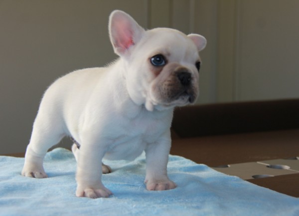 ID:FB543　French Bulldog　サムネイル