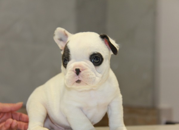 ID:FB550　French Bulldogサムネイル