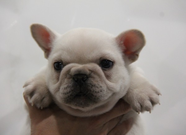 ID:FB551　French Bulldog　サムネイル