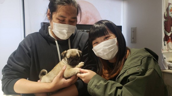 パグのまるちゃんサムネイル