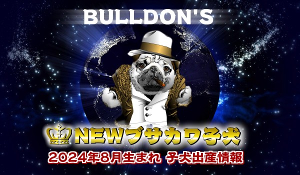 子犬見学は埼玉犬舎・BULLDON’S世田谷店にてサムネイル