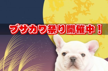 ブサカワ祭り開催中！サムネイル