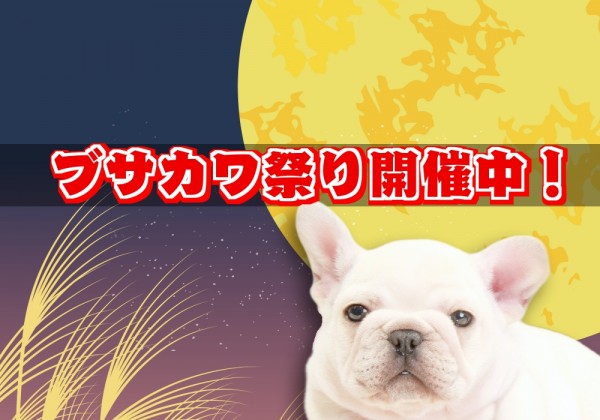 ブサカワ祭り開催中！サムネイル