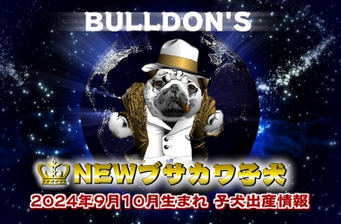 子犬見学は埼玉犬舎・BULLDON’S世田谷店にてサムネイル