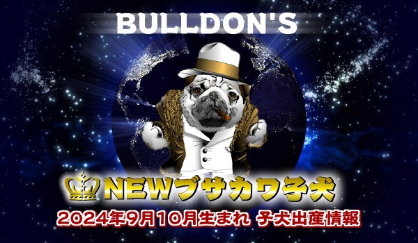 子犬見学は埼玉犬舎・BULLDON’S世田谷店にてサムネイル