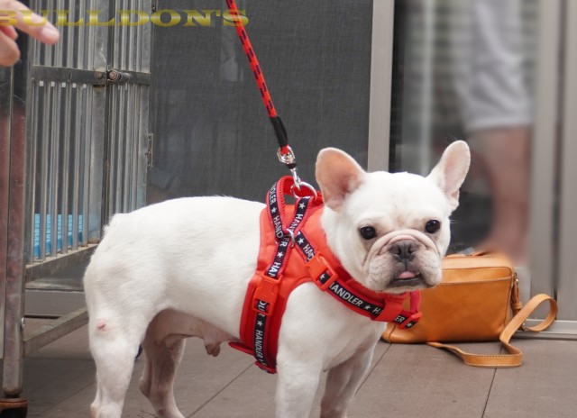 ID:67　パン　引退犬FrenchBulldogサムネイル