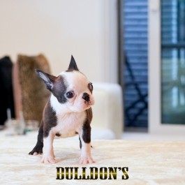 ID:BT510　ボストンテリア専門ブリーダーBULLDON’S　販売中！サムネイル