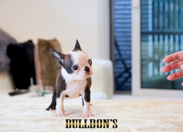 ID:BT510　ボストンテリア専門ブリーダーBULLDON’S　販売中！サムネイル