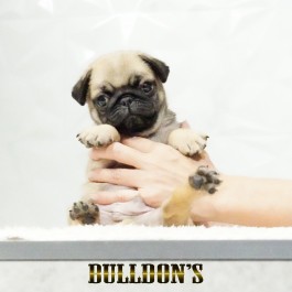 ID:PG733　パグ専門ブリーダーBULLDON’S　販売中！サムネイル