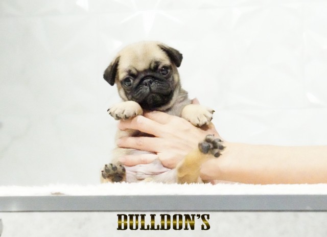 ID:PG733　パグ専門ブリーダーBULLDON’S　販売中！サムネイル